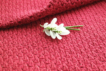 FIRST SNOWDROWS  AND KNITTED BACKGROUND