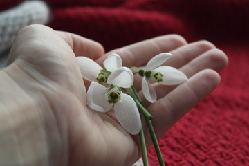 FIRST SNOWDROWS ON HAND AND KNITTED BACKGROUND