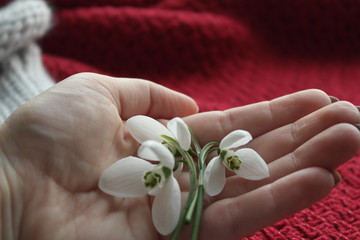 FIRST SNOWDROWS ON HAND AND KNITTED BACKGROUND