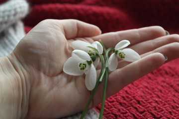 FIRST SNOWDROWS ON HAND AND KNITTED BACKGROUND