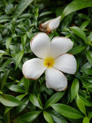 frangipani flower on green background
