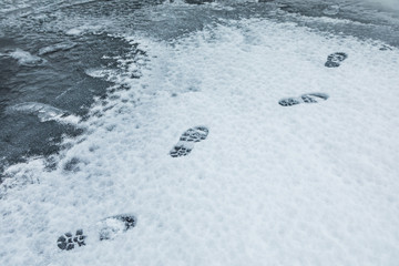 Traces of the predator in the snow.