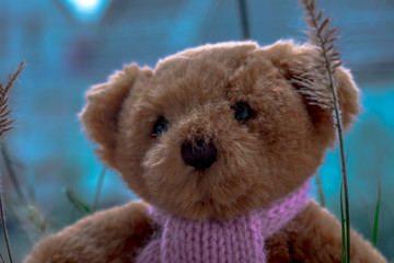 Teddy
