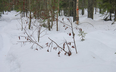Russia.Karelia.Kostomuksha.Branches with leaves in the snow.19.02.2020.