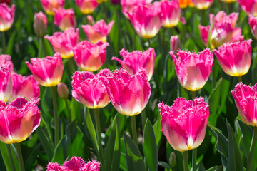 Tulips, Tulipa 'Auxerre'