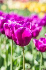Tulip, Tulipa 'Passionale'