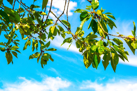 Walnut leaves in front of blue sky with white clouds. Selective focus