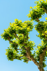 Exotic Tree Vegetation In City Of Cannes, France