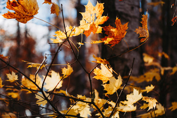 Macro photography of maple foliage in an autumn forest. Nature background.