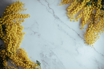 Mimosa flowers on a marble background a lot of free space spring background