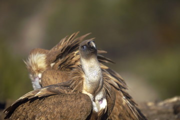buitre leonado