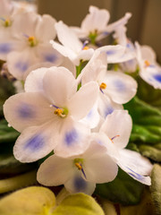 Close-up of flowering white African violet (Saintpaulia) with small blue spots on petals - Selective focus.