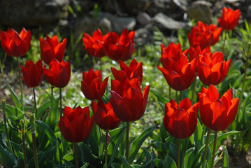 Flower bed of bright red Triumph Tulips, Tulipa La Suisse 