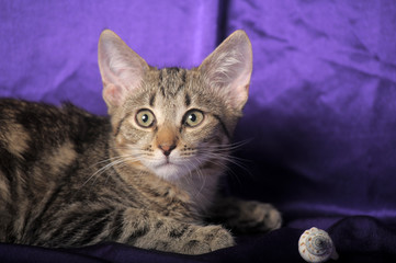 striped kitten on a purple