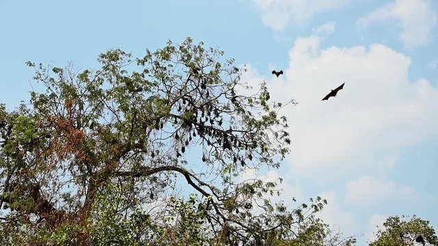 Flying Fox, Pteropus lyleior; a tree with Flying Foxes roosting while some of them fly in and out to find a place to roost, the sky is blue and beautiful white clouds in the sky.