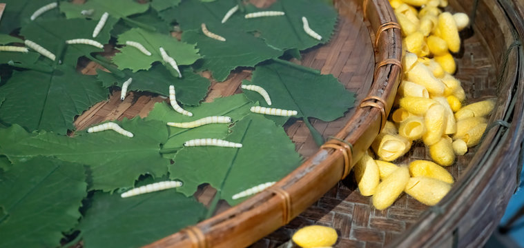 The silkworm is the larva or caterpillar of the domestic silkmoth, Bombyx mori. Silkworm eating mulberry leaves and creating yellow fibers.