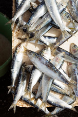 Sardines fish container, Essaouira, Morocco 