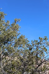 Quercus is a genus of flowering plants in the Botanical Family Fagaceae. Commonly known as the Oaks, Joshua Tree National Park hosts 5 species native to the Mojave and Colorado Deserts.