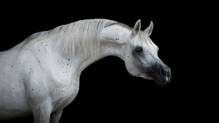 Fototapeta na wymiar Portrait of a beautiful white arabian horse with long mane on black background isolated