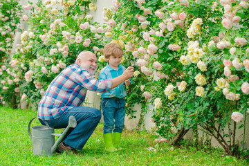Gardening - Grandfather gardener in sunny garden planting roses. Happy Grandfather with his grandson working in the garden. Spring and summer.
