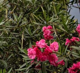 Pink flowers of shrubs on the Black Sea coast in Sochi on a summer hot day