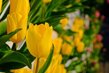 Obraz premium Beautiful blooming yellow tulip in the garden having blurred tulips as background.