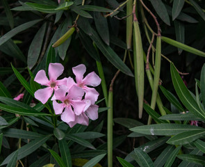 Pink flowers of shrubs on the Black Sea coast in Sochi on a summer hot day
