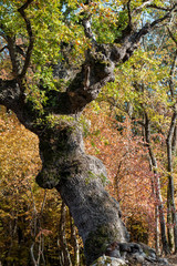 Majestic centuries-old Oak
