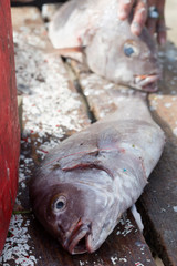 Fish on the fish market Morocco Essaouira
