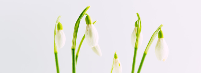 Fototapeta na wymiar Fresh snowdrop flowers on a white background