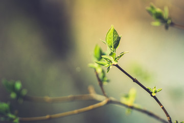 New leaves of lilac in the garden. Shallow depth of field.