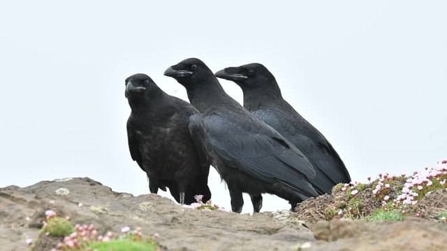 Three young common ravens / northern ravens (Corvus corax) on sea cliff top