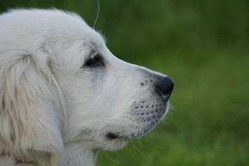 Kopf von weißem Welpen Hund golden Retriever