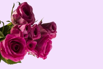 Gorgeous pink roses close up view isolated on pink background. Beautiful backgrounds. Valentine day backgrounds. Postcard.