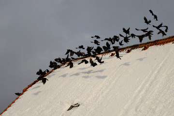 ALPENDOHLEN . ALPINE COUGHS . Pyrrhocorax graculus