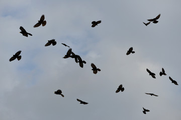 ALPENDOHLEN . ALPINE COUGHS . Pyrrhocorax graculus