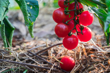 Ripe organic tomatoes in garden ready to harvest,beautiful red ripe heirloom tomatoes grown in a greenhouse. Gardening tomato photograph with copy space.