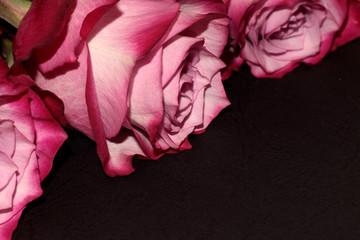 Black background with roses. Pink flowers on the background.