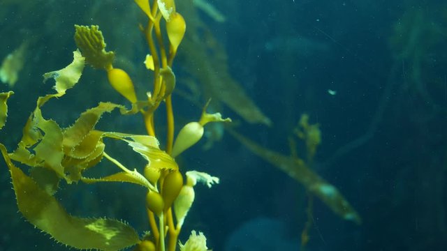 Light rays filter through a Giant Kelp forest. Macrocystis pyrifera. Diving, Aquarium and Marine concept. Underwater close up of swaying Seaweed leaves. Sunlight pierces vibrant exotic Ocean plants.