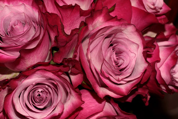 Black background with roses. Pink flowers on the background.