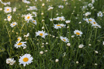 View of a blooming daisy meadow
