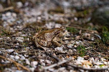 Frosch in der Natur