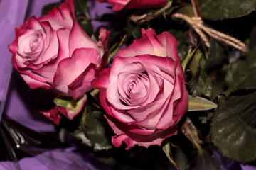Two rosebuds with a red border. Flowers for your favorite.