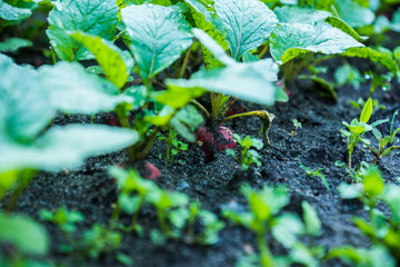 Radish growth in the garden. Selective focus.