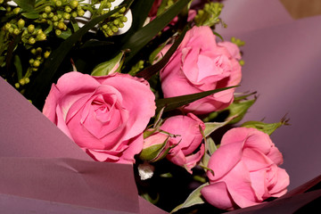 Purple background with pink roses. Bouquet of pink roses.