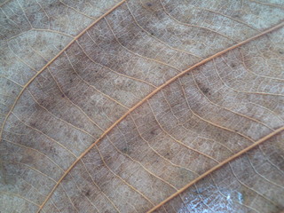 Brown leaves dry background, it is leaf texture for pattern.