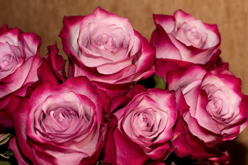 Pink rose buds for the background. Magic bouquet.