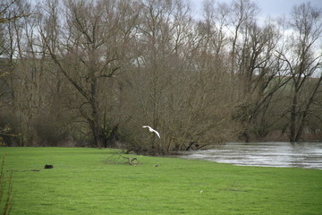 White flying Great egret wader shore bird