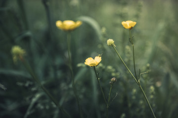 Meadow buttercup (Ranuculus acris) in the field. Spring morning. Selective focus. Shallow depth of field.