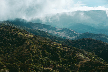 Naklejka premium Costa rican jungle